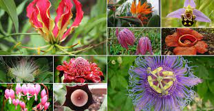 On top of this, it's famous. 10 Very Unusual Flowers World Of Flowering Plants