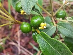 Image result for Fadogiella