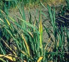 EC95-1873 Cultural Practices That Influence Wheat Diseases