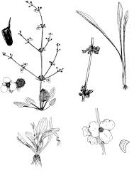 Image result for Lophiocarpus latifolius