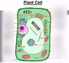 Plus, get full access to a library of over 316 million images. Plant Cell Parts Diagram Quizlet