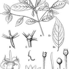 Image result for Kohautia confusa