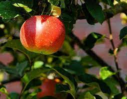 It would be used in fruit trees because the tree needs different varieties of fruits.it is a method of improving various qualities in fruit by selecting the best characteristics of some examples and crossing them with others to obtain. 7 Fruit Trees You Can Grow In Your Homes The Times Of India
