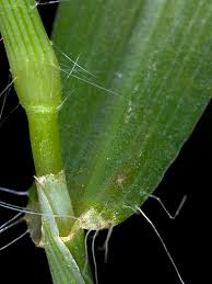 Image result for Digitaria nitens