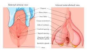 They can help you identify the underlying cause and find a solution that works for you. The Clitoris Increasing Orgasmic Capacity Laura Meihofer