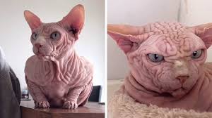 She has a sleek, muscular body that is dense and heavy for her size. Extremely Wrinkly Sphynx Cat Youtube