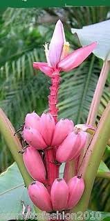 We did not find results for: Banana Tree