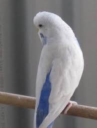 Sky Blue Budgie My Heart Is Aching To Buy Her Him Budgies Budgies Bird Beautiful Birds