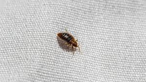 So, if you have started to notice signs of them or even witnessed them yourself, it is a good indication that the infestation is growing and there are many more pests lurking out of plain sight. Hi Tech Pest Control On Twitter As You Look Up Bed Bug Heat Exterminator Near Me You Are More Than Likely To Come Across Many Businesses Offering This Pest Control Type Bedbudheatexterminatornearme Https T Co L2chntccib