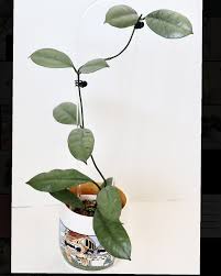 Image result for Hyparrhenia griffithii