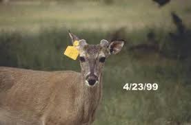 White Tailed Deer Stages Of Antler Development