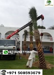 Southern live oaks make a. Best Flowers Plants Trading In Uae List Of Flowers Plants Trading Companies Uae