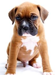 Boxer puppies for sale from a reputable breeder! Meet The Miniature Boxer A Mix Breed Of Boxer And Boston Terrier Dogappy