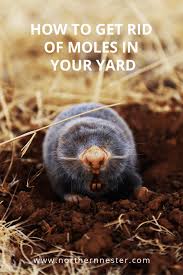 Mole eradication is a process that needs time and proper products. How To Get Rid Of Moles In Your Yard Northern Nester