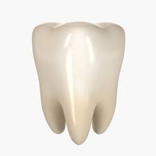 3d Model Teeth Molar Tooth Anatomy People Human Mouth Mandibular Jaw Dental Dentist Dentition Crown Realistic Tool 3d M In 2020 3d Model Model Teeth