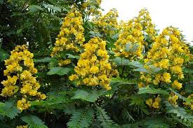 Image result for Cassia thyrsoidea