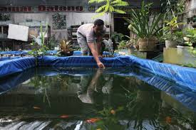 Rekomendasi Pakan Terbaik untuk Ikan Cupang