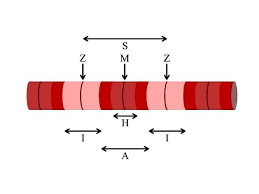 Sarcomere Definition Structure Function And Quiz Biology Dictionary Skeletal Muscle Biology Quiz