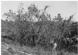 Image result for Sporobolus myrianthus