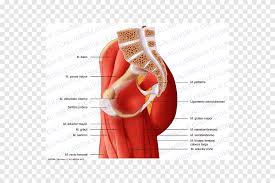 The anterior or extensor, medial or adductor, and posterior or flexor compartments. Pelvis Anatomy Muscle Thigh Muscular System Pelvis Text Hand Png Pngegg