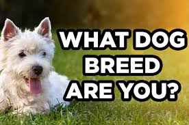 A collection of trivia questions about dogs. Take This Quiz And We Ll Tell You What Your Spirit Dog Breed Is