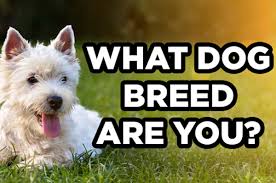 Alexander the great, isn't called great for no reason, as many know, he accomplished a lot in his short lifetime. Take This Quiz And We Ll Tell You What Your Spirit Dog Breed Is