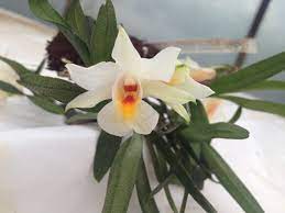 Dendrobium Margaritaceum Orchideen Wichmann De Highest Horticultural Quality And Experience Since 1897 Botanical Orchids Beautiful Orchids Orchids