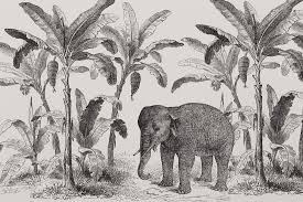 Black And White Tropical Mural Wallpaper Loxodonta Vintage Explorer Wallpaper Mural Murals Wallpaper Mural Wallpaper Animal Wallpaper Elephant Wallpaper