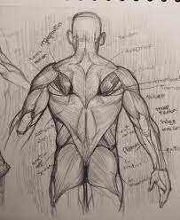 It affects most people at least once in their lifetime. I Was So Excited To Recognize All The Back Muscles While I Was Drawing Them With The Reference Picture After A Week Of Intense Studying Learnart