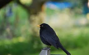 Toutes les informations utiles sur le poulailler : Faire Fuir Les Oiseaux Du Jardin Truffaut