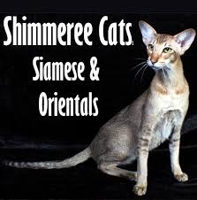 Balinese, siamese, oriental, & american short hair kittens for sale! Shimmeree Cats Siamese And Oriental Breeder Adelaide