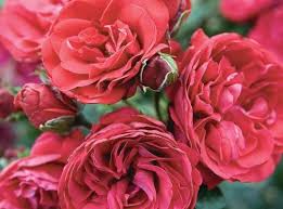 verse 1 losing days and working nights watch the hours ticking by funny how we drift apart keep the pace tangerine skies is a song about reconnecting with people you were once really close to, and realising that you're growing up and wanting one last. 2020 Climbing Roses Van Winden S