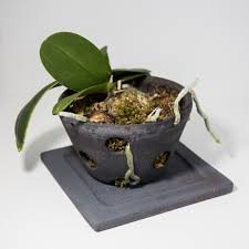 Une plante épiphyte s'accroche à une autre pour se développer ; Pot Pour Plante Epiphyte Poterie