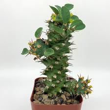 Image result for Euphorbia transvaalensis
