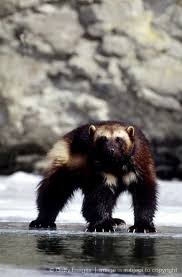Pin On All About Weasels