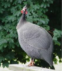 Pin On Bird Care