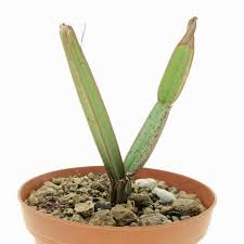 Image result for Cissus cucumerifolia