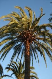 Achetez impérativement un palmier en motte, ses racines ne doivent pas. Phoenix Conseils D Entretien En Pot Ou En Terre