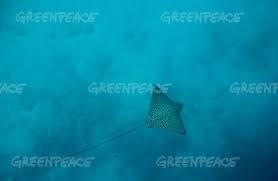 Underwater portrait of eagle ray manta in maldives. Greenpeace Spotted Eagle Ray In The Maldives