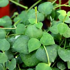 Image result for Ceropegia gracilior