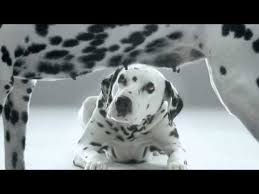 Pin On Cute Animals 08