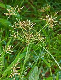 Image result for Cynanchum mossambicense