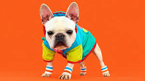 They can also save your dog's skin from collecting environmental allergens such as pollen, dirt, and dust. These Dogs Ooze Personal Style The New York Times