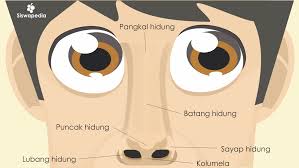 Anatomi Hidung Manusia