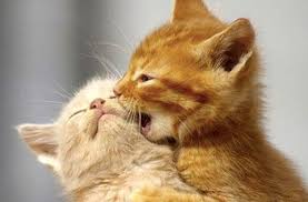 Aunque hoy en día en españa es más común tener perros que gatos en casa, los felinos suponen una compañía mucho más tranquila e para celebrar con ellos su día y todos los demás del año, desde el comprador de la vanguardia hoy os traemos una pequeña. Por Que Se Celebra Hoy El Dia Internacional Del Gato Noticias Canal 9 Bio Bio Television