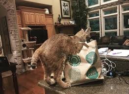 We are hard at work advertising all over the internet and growing a big social network. Best Of Craigslist Update Found Cat Need Owners Asap