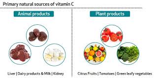 Vitamins and minerals foods illustrator set 10.vector set of vitamin rich foods. Learn About Your Vitamins And Minerals Vitamin C And Zinc Bioanalyt