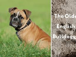 Unparalleled customer satisfaction & proven results. Olde English Bulldogge Information And Facts Is This Dog Breed Right For You Pethelpful