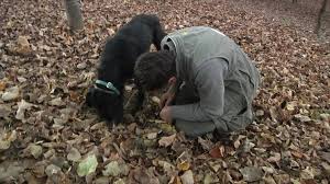 Posted on wednesday, may 19, 2021 at 8:01 p.m. En Italie A L Universite Des Chiens Truffiers