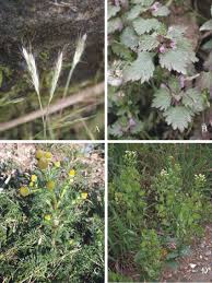 Image result for Arthraxon lancifolius